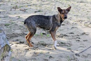 How Long Can a Dog Go Without Food? - Fresh Idea Studio
