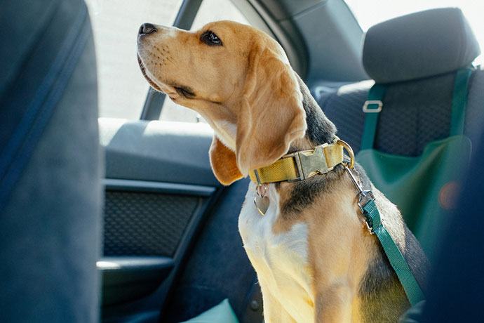 what's the best dog car harness